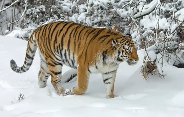 Picture winter, snow, trees, tiger, wild cat