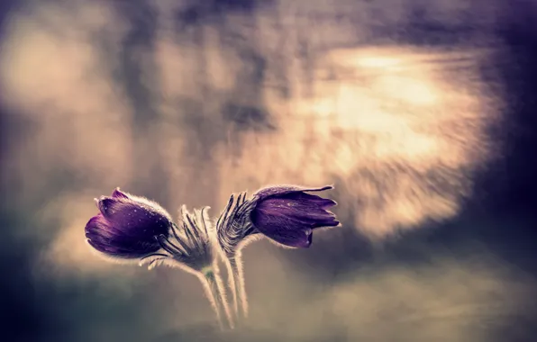 Flowers, nature, background
