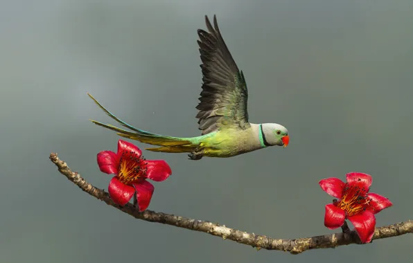 Flight, flowers, pose, background, bird, wings, branch, parrot