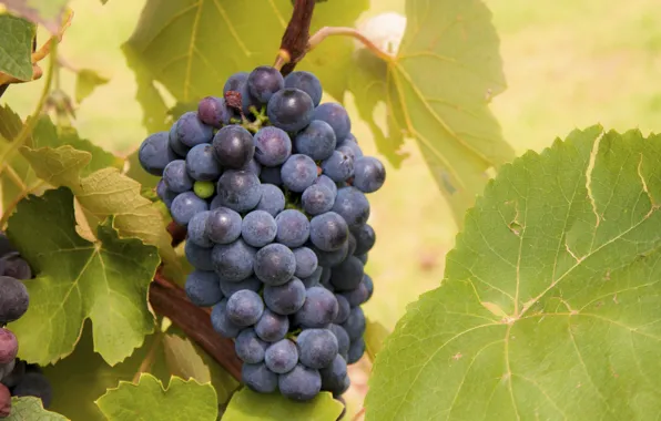 Leaves, nature, Bush, grapes, brush