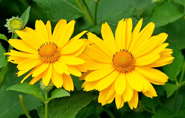 Picture Macro, Macro, Yellow flowers, Yellow flowers