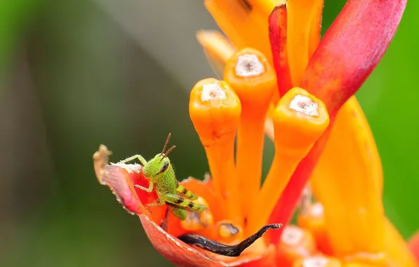 Picture flower, green, plant, grasshopper