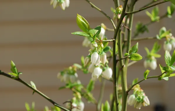 Leaves, flowers, plant, macro, Nikon D80