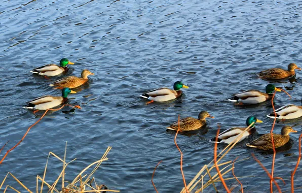 Bird, water, lake, duck