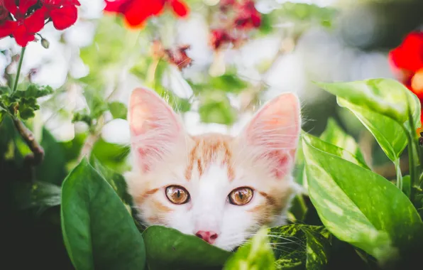 Picture look, leaves, flowers, muzzle, kitty