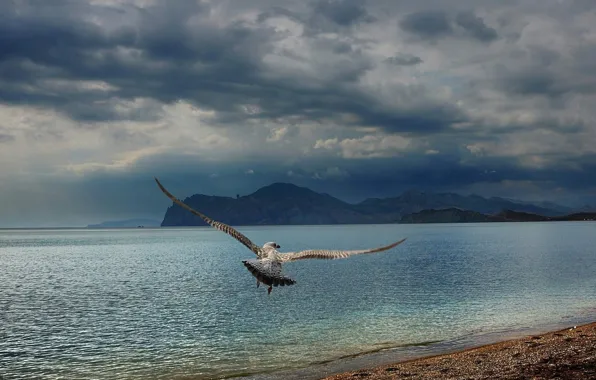 Picture sea, beach, mountains, Seagull, Black, Crimea