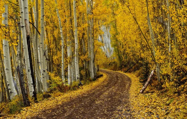 Road, autumn, forest, birch