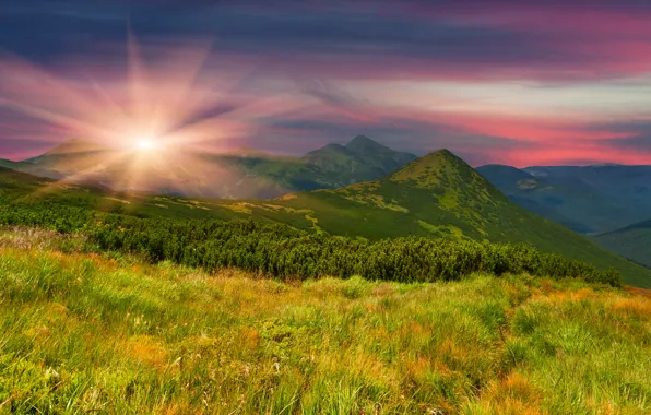 Picture greens, field, grass, the sun, trees, sunset, mountains, nature