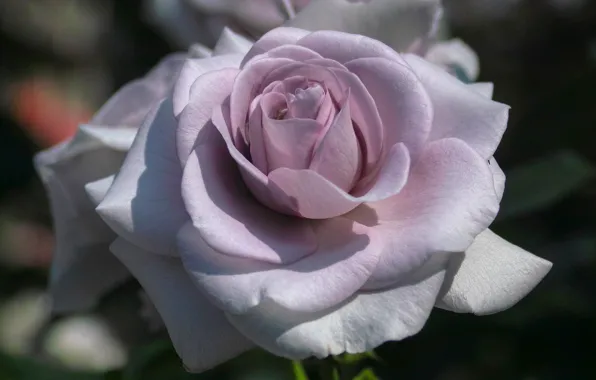 Picture macro, rose, flowering