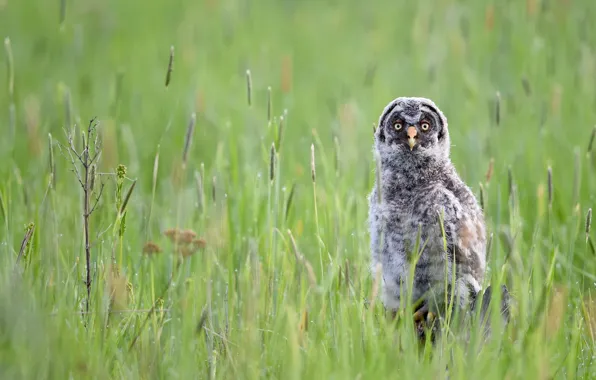 Nature, Owl, weed