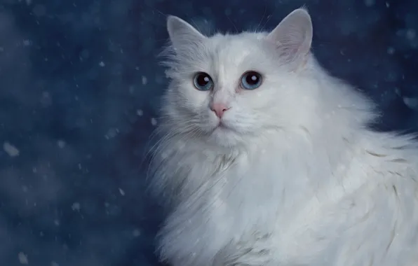 Cat, portrait, white, fluffy, Turkish Angora, Angora
