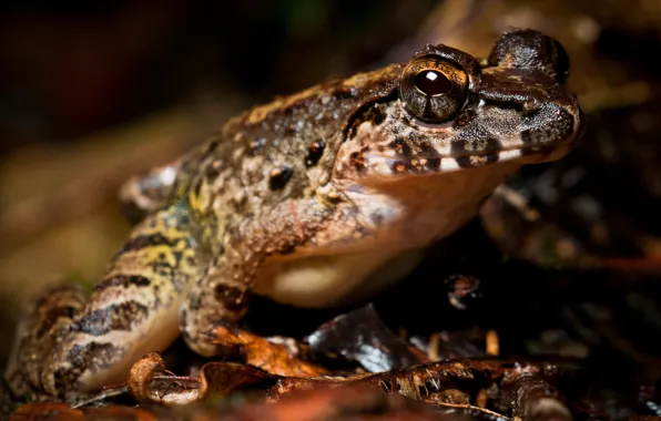 Animals, eyes, macro, strips, the dark background, frog, leather, spot