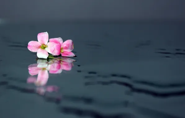 Picture BACKGROUND, PETALS, WATER, MACRO, PINK