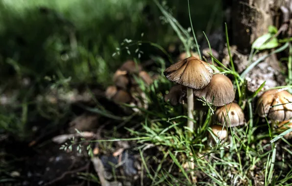 Grass, nature, mushrooms