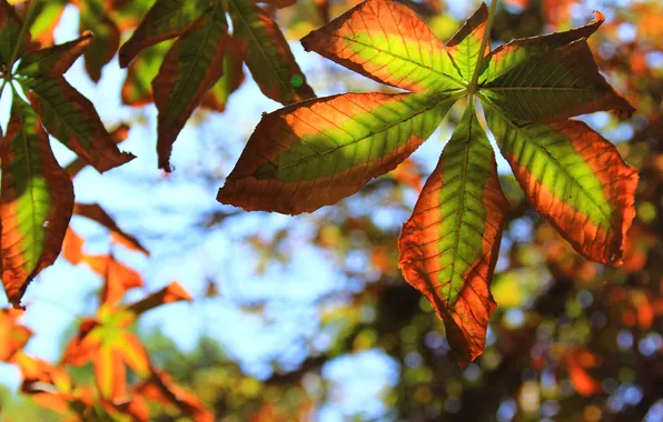 Autumn, leaves, macro, chestnut