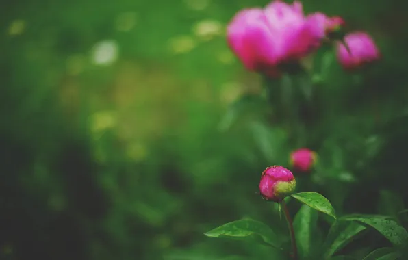Picture flower, Bud, peony