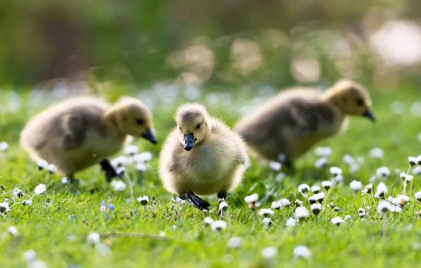 Picture flowers, weed, little ducklings