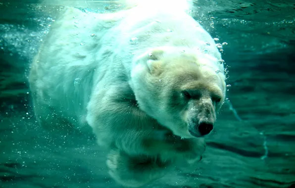 Face, water, bubbles, bear, bathing, polar bear, under water, pond