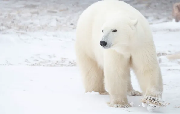 Winter, white, look, snow, background, bear, walk