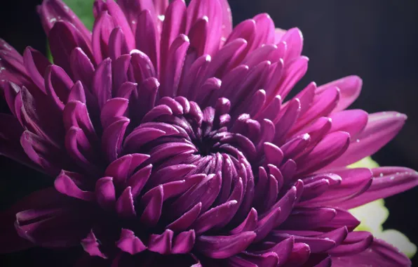 Flower, macro, pink, petals, lilac, chrysanthemum