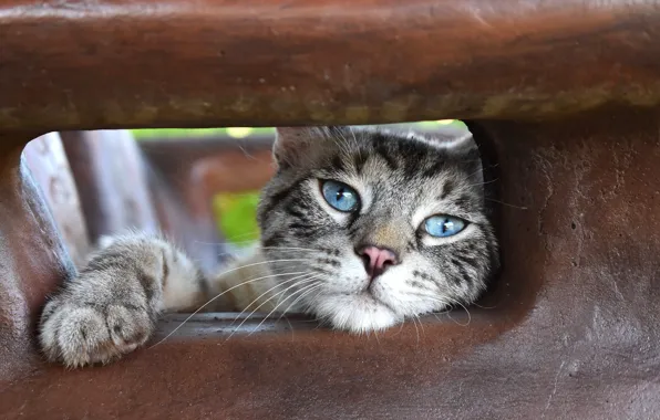 Cat, cat, look, nature, pose, stone, portrait, hole