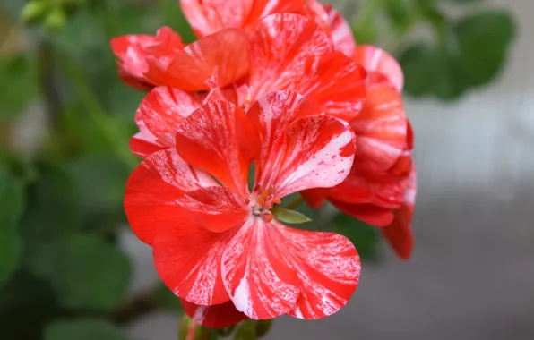 Picture red, red flower, geranium, widescreen pictures