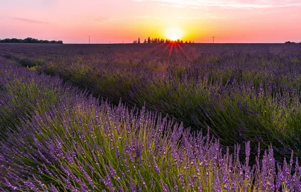 Field, summer, the sky, the sun, light, sunset, flowers, nature