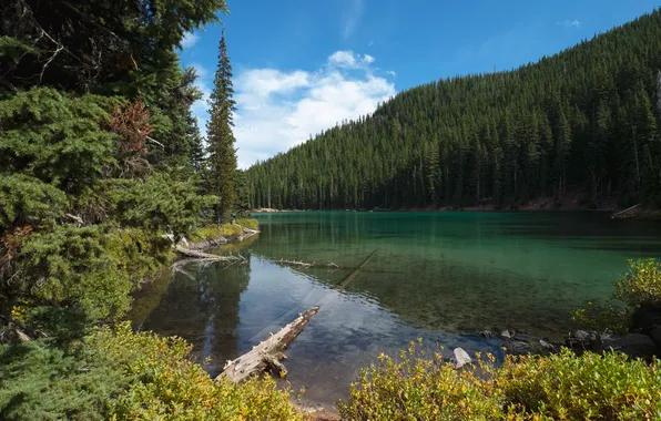 Forest, the sun, trees, river