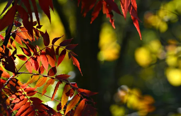 Leaves, macro, background, tree, widescreen, Wallpaper, blur, red
