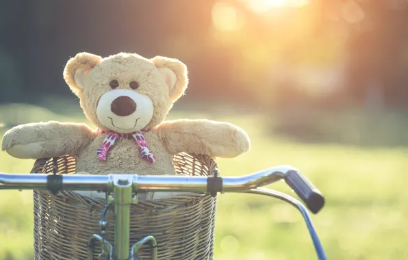 Summer, sunset, bike, basket, toy, bear, bear, summer