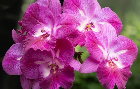 Flowers, pink, orchids