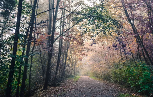 Picture Road, Autumn, Forest, Fall, Foliage, Autumn, Road, Leaves