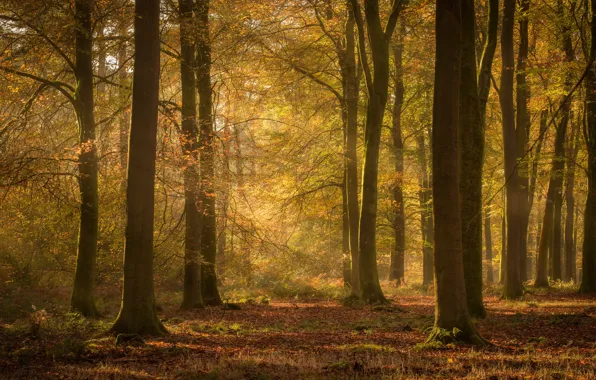 Autumn, forest, light, trees, Park, branch, falling leaves, Golden autumn