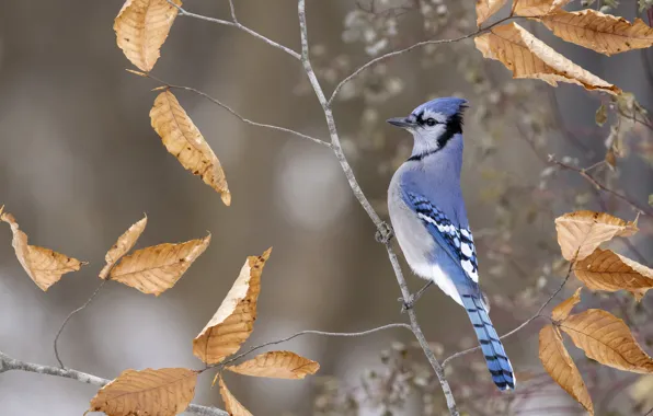 Autumn, nature, bird, foliage, branch, bokeh, blue Jay, Jay