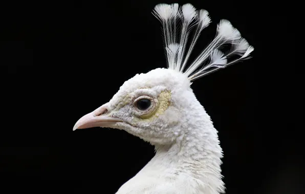Eyes, bird, head, feathers, beak, peacock, black background, bird