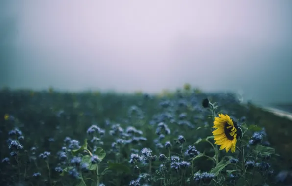 Summer, fog, sunflower