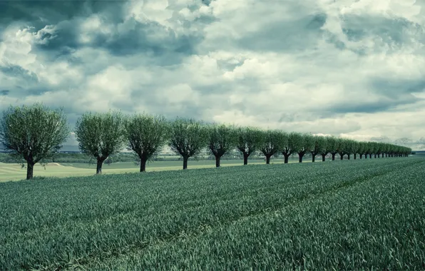 The sky, clouds, trees, clouds, Field, a number