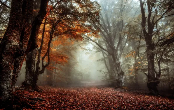 Autumn, nature, fog