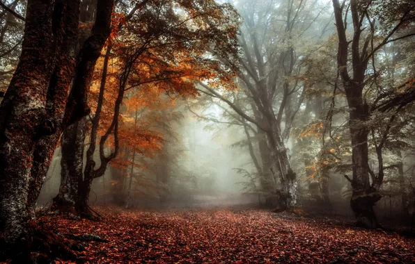 Picture autumn, nature, fog
