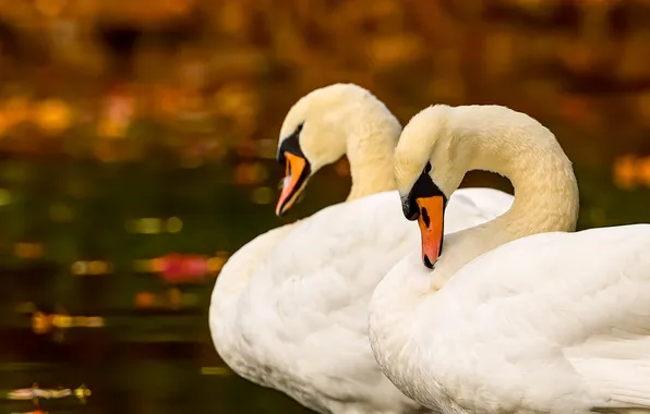 Birds, pose, pair, Swan, white, swans, pond, bokeh