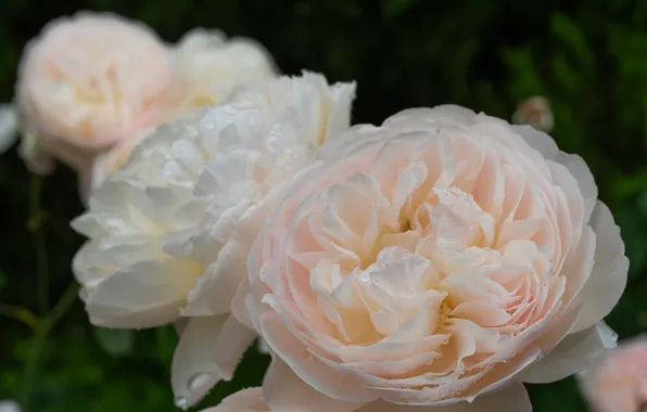 Drops, macro, tenderness, roses, petals