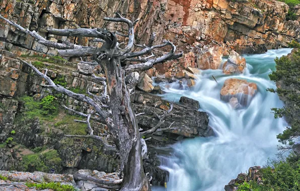 Picture tree, rocks, waterfall, Swiftcurrent Falls