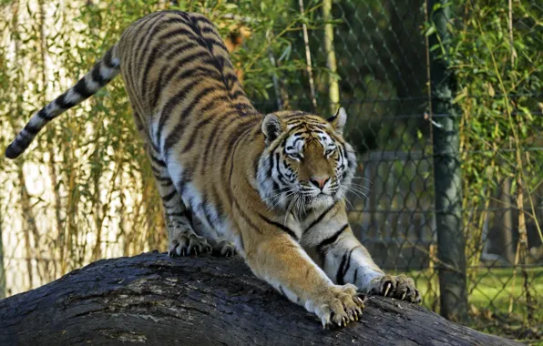 Picture cat, tiger, claws, log, Amur
