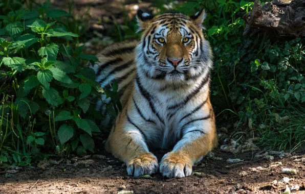 Picture greens, grass, face, the sun, nature, tiger, predator, paws