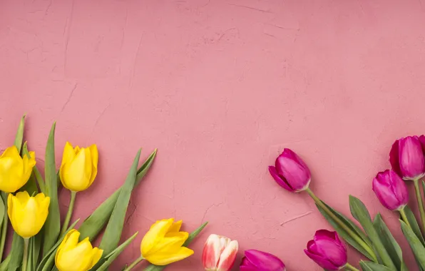 Wallpaper flowers, background, tulips