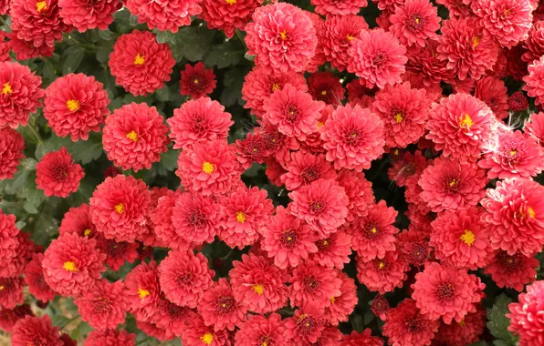 Flowers, Bush, garden, red, flowerbed, chrysanthemum, a lot, lush