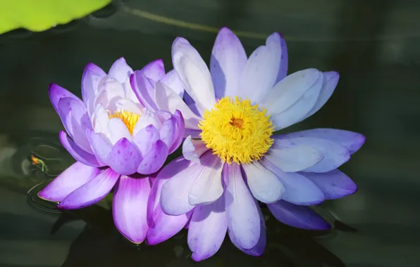 Flowers, pond, Duo, water lilies, pond, lilac, water lilies, nymphs