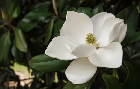 Plant, Magnolia, Magnolia, Plant, White Flower, White Flower