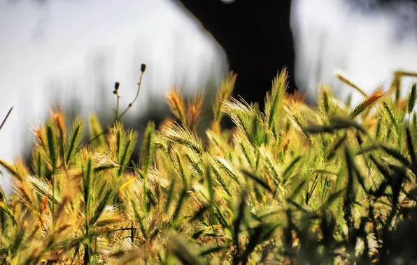 Nature, Fall, Plant