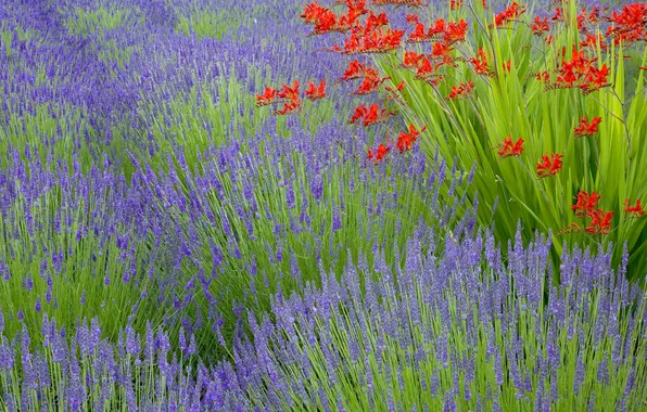 Field, flowers, meadow, lavender, plantation